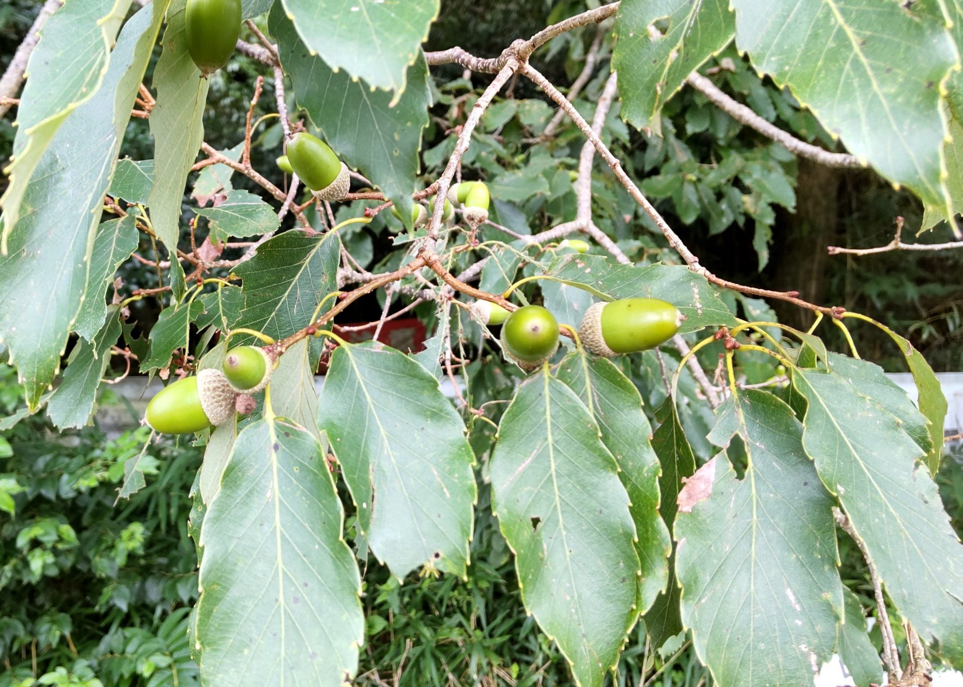 9月になりました。